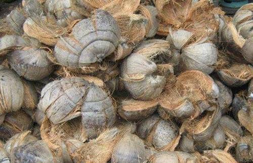 椰子外皮的功效与作用 吃椰子外皮的好处