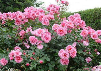 月季扦插育苗技术 月季种植方法技巧