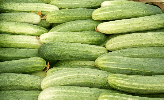 燕白黄瓜怎么养殖 栽培技巧有哪些