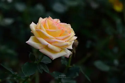 �ͻ���Ƭ��ôд������ 