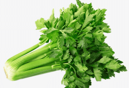 芹菜种子催芽处理 芹菜浸种种植方法有哪些总结