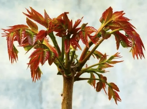 无公害香椿活体种芽无土栽培 香椿种植方法