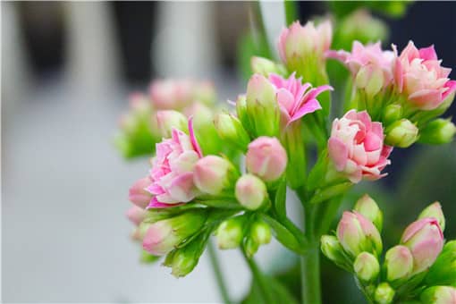 长寿海棠和长寿花是同一种吗