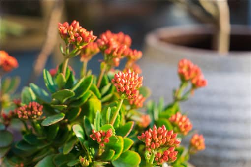 长寿海棠和长寿花是同一种吗