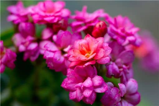 长寿海棠和长寿花是同一种吗