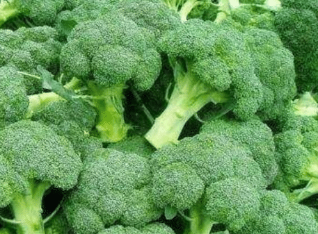 西兰花优质高产田间应该如何管理 西兰花怎么养殖好