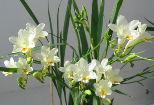 С����<a href='https://www.yangji120.com/life/list-90/' target='_blank'><u>����</u></a>������Ԣ����ʲô С����ͼƬ