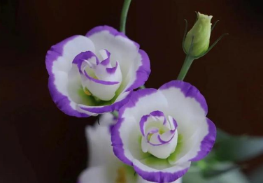 ۹<a href='https://www.yangji120.com/life/list-90/' target='_blank'><u></u></a>Ԣʲô ۹ʲô˵