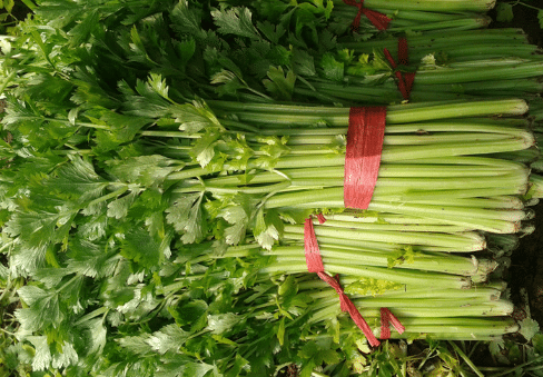 如何防治芹菜斑枯病 芹菜种植方法总结