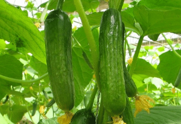 �ɷ����һƹ�˪ù�� �������μ����ܽ�