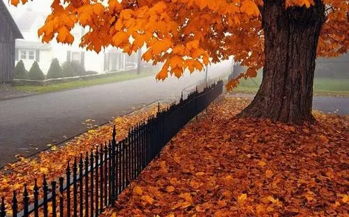 ʺϷȦľ 