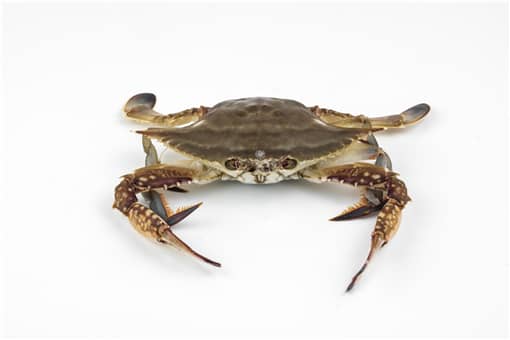 飞蟹和梭子蟹哪个贵