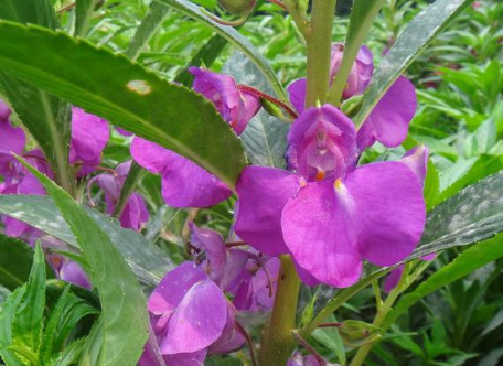 急性子怎么种 急性子怎么养殖比较好