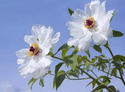 油用牡丹关键育苗技术要点 油用牡丹怎么播种养殖