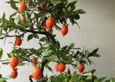 金弹子用什么土壤最好 金弹子种植方法总结