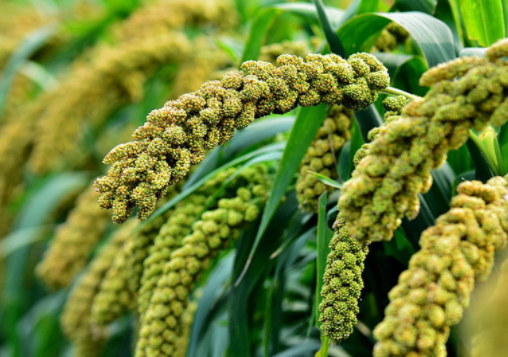 谷子贮藏需要注意的问题有哪些 谷子种植方法技巧