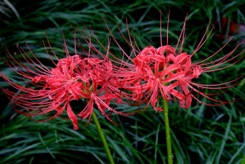 ��ѧ��ֲʯ��ķ��� ʯ�����������ܽ�