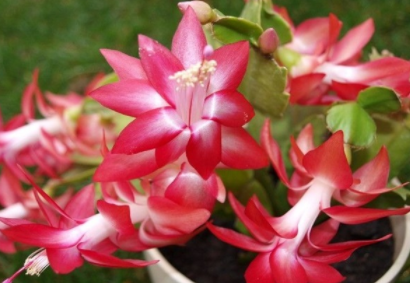 蟹爪兰的繁殖方法 栽培技术有哪些