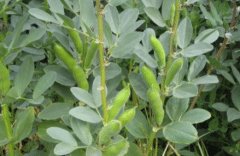 ������Ҫ�ֲ�����Щ�����������߲���ֲ����