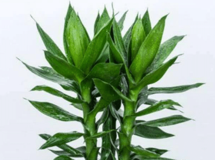 富贵竹风水摆放三不要 养富贵竹有什么注意事项