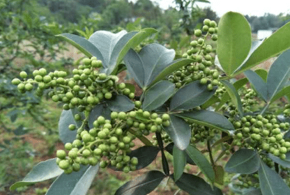 �ٽ������缼��Ҫ�� �ٽ���ô��ֲ�ȽϺ�