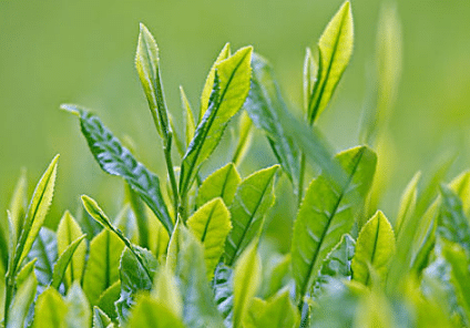 茶树的修剪时间及技术要点 茶树有哪些修剪方法