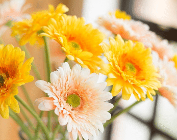 太阳花需要醒花吗 怎么做才能醒花