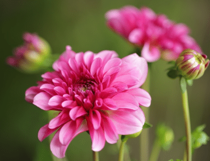 小丽花的种植方法 小丽花生长条件是什么