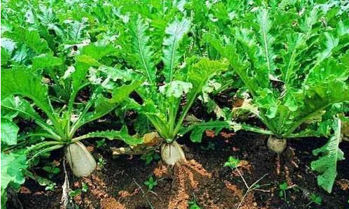 处暑适合种植哪些蔬菜 有哪些注意事项