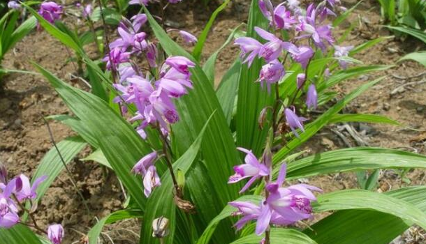 ��ܸ�ĸ������ֲ ����������ʲô