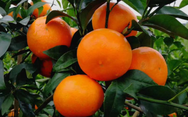 ��ֲ�ָ�Ϊ��Ҫժ�� �ָ�����Ʒ�ʵĹؼ���ʲô