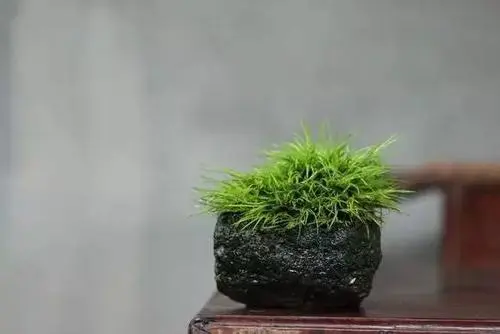 ʦʦʲôʻ