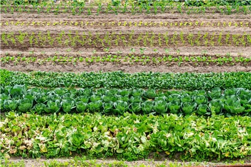 秋天种什么蔬菜合适