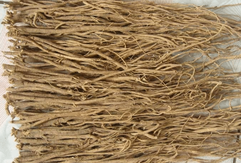 黄芪的育苗移栽技术 黄芪种植需要注意什么