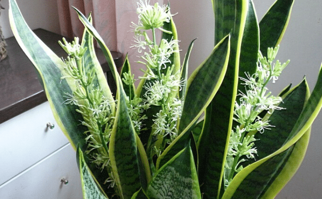 ��Ƥ��������Ԣ������Щ ��ˮ�еĻ�Ƥ����ʲô����