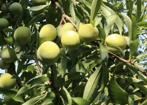 �����������ֲ��������Щ ��������ô���в�������