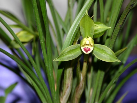 兰花为什么不能随便送人 兰花怎么养殖比较好