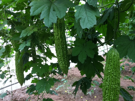 �����ֲ����Ҫ�� �����ֳ��Ҫע��ʲô