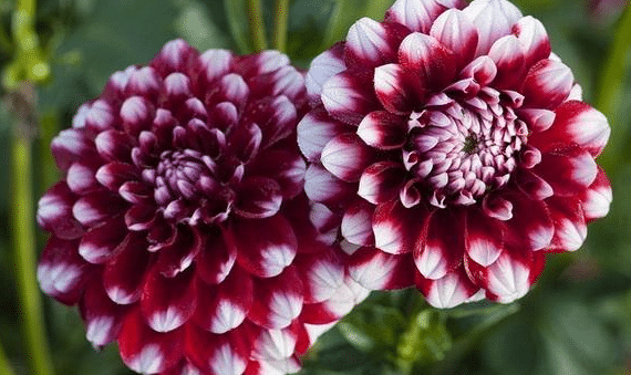 大丽花如何栽培 种植方法有哪些是什么