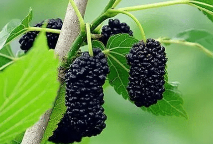 桑果每亩种多少棵合适 如何进行栽培管理