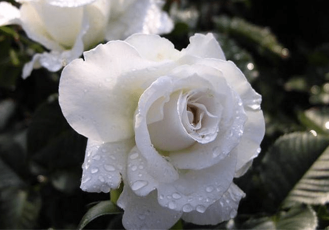 蔷薇叶子干枯还能存活吗 养护中有哪些注意事项