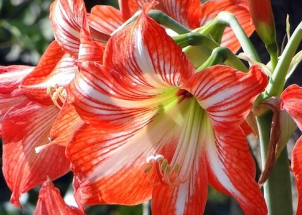 对对红该如何养殖 养护中应该注意什么