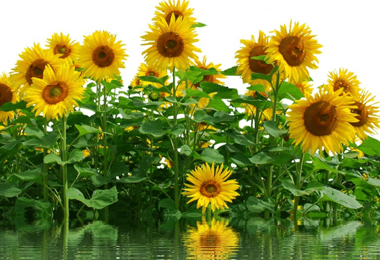 տԢ տ<a href='https://www.yangji120.com/life/list-90/' target='_blank'><u></u></a>ʲô