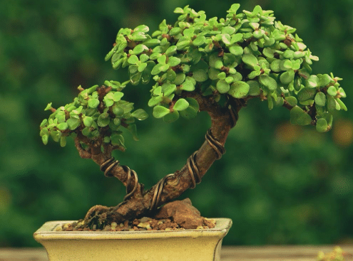 ��֦��Ҷ�辰���ͷ��� ��֦��Ҷ��ô�޼���