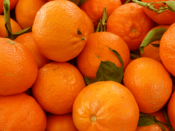 桔子树移栽需要剪叶吗 移栽定植的方法是什么