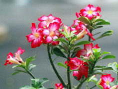 ɳĮõ����ֻ�Ҷ��ô�죬��ô�����Ҷ����