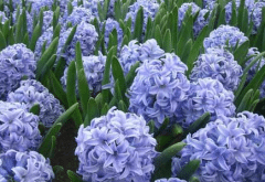 ôˮֳ࣬ʲô