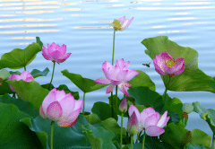 ɻܰڷڼ𣬺ɻķˮʲô