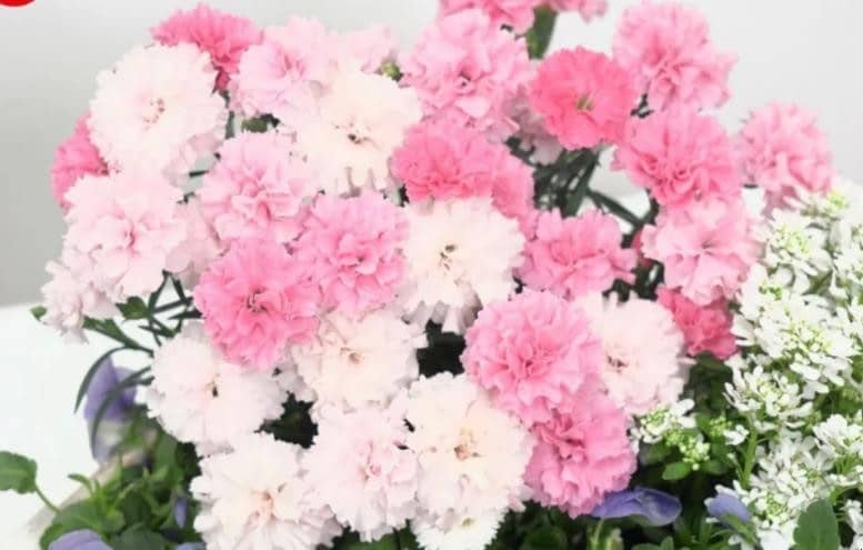 ɫܰ<a href='https://www.yangji120.com/life/list-90/' target='_blank'><u></u></a>ʲô