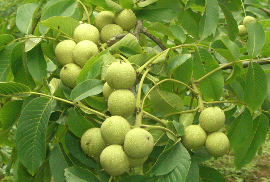 ���Ҷ�����������Щ ���δ�ʩ��ʲô